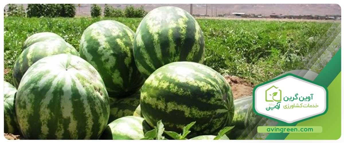 خرید کلی نشا هندوانه