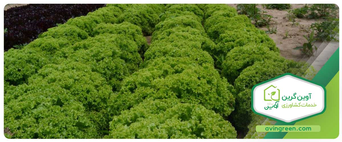 قیمت نشا کاهو بیوندا