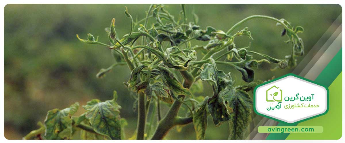 پوسیدگی ریشه گوجه فرنگی