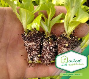 نشا کاهو باتاویا