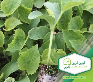 نشاء هندوانه