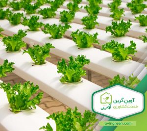 نشا کاهو اوکلیف