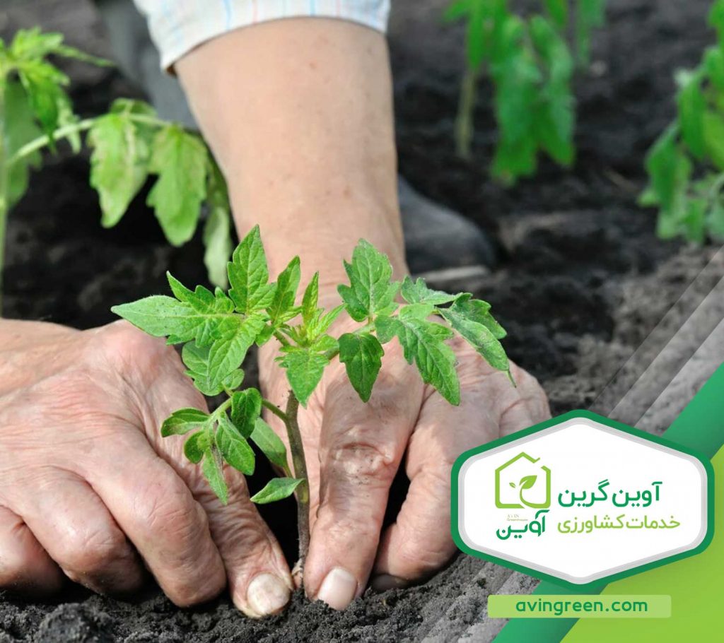 انواع نشا گوجه فرنگی گلخانه ای