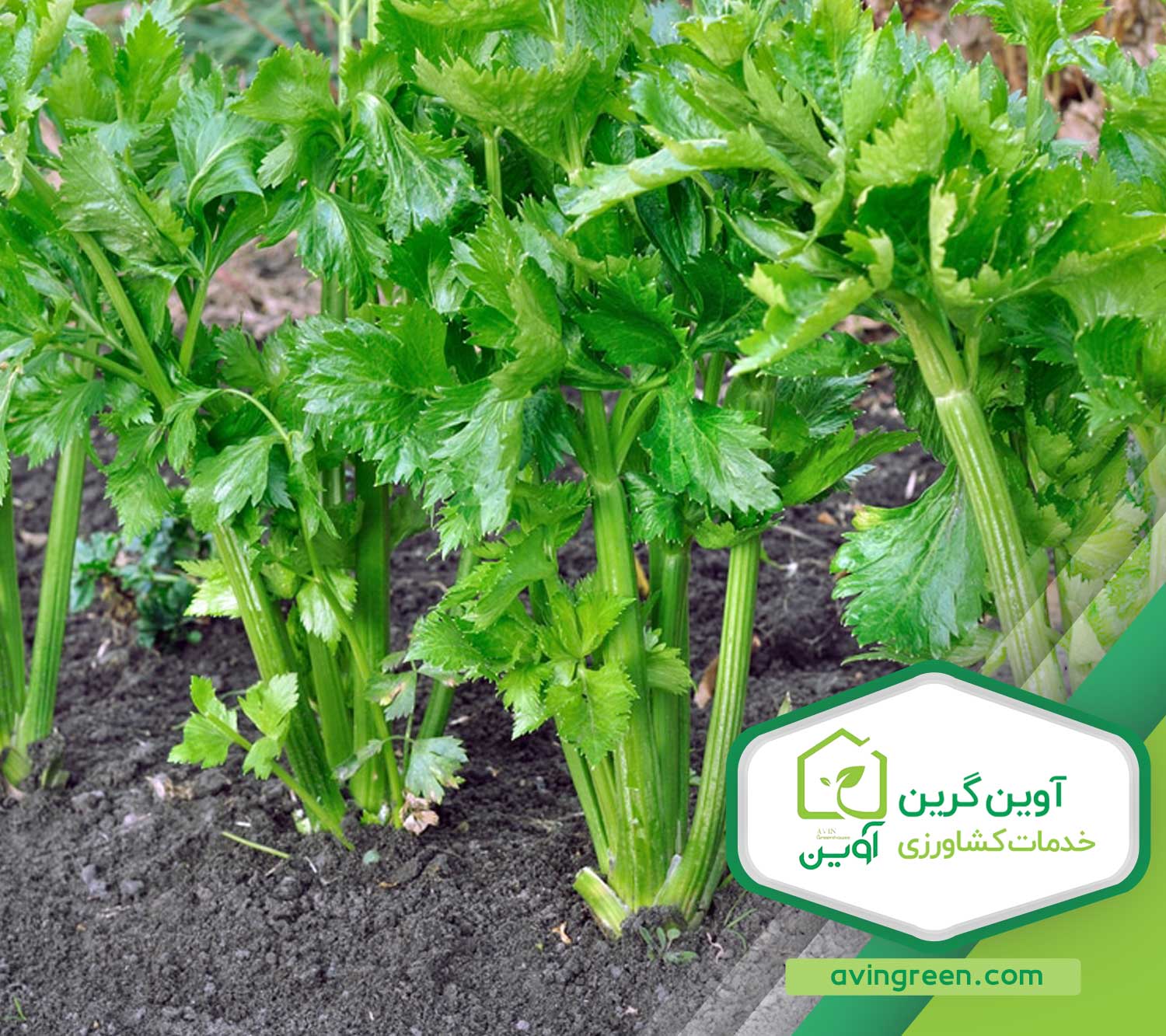 نشا کرفس