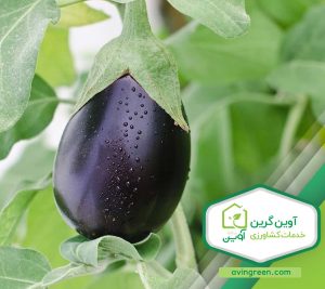 نشا بادمجان