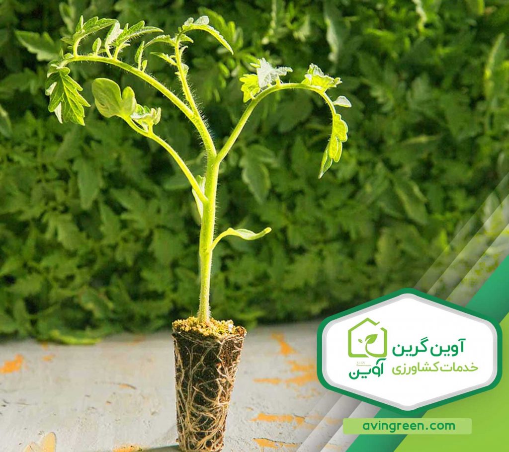 آموزش کاشت انواع نشا گوجه فرنگی در 3 روش - عکس + نمونه