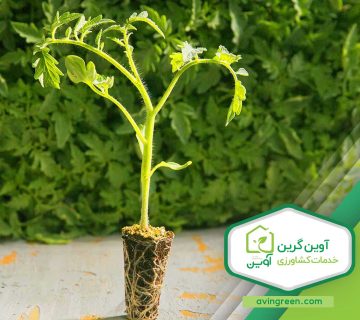 آموزش کاشت انواع نشا گوجه فرنگی در 3 روش - عکس + نمونه