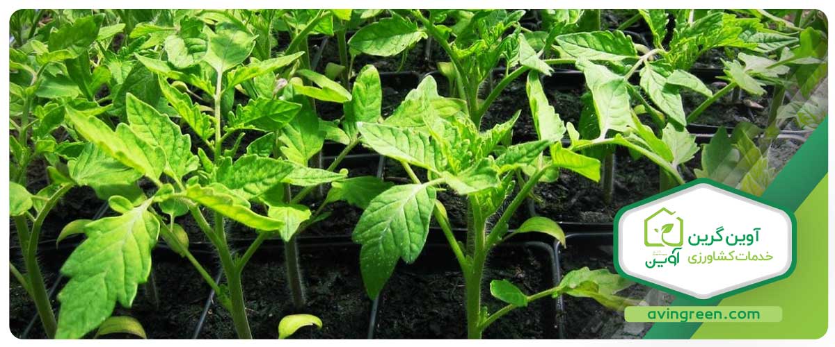 بهترین ارقام بذر گوجه فرنگی گلخانه‌ای