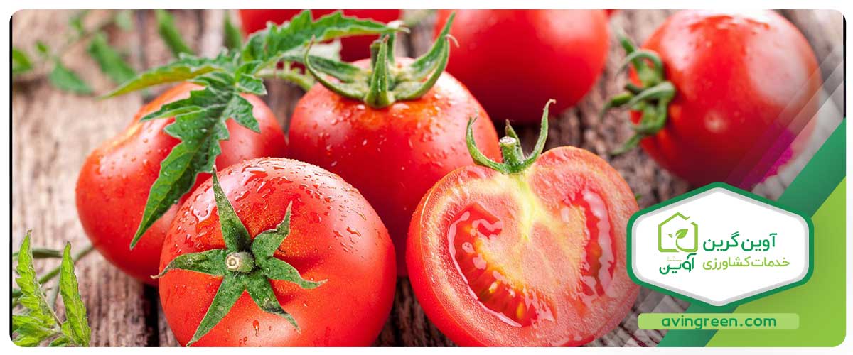 خواص گوجه فرنگی برای بدن و فواید درمانی