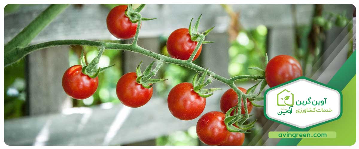 نشا گوجه فرنگی گیلاسی و مزیت‌های این نوع نشا نسبت به سایر