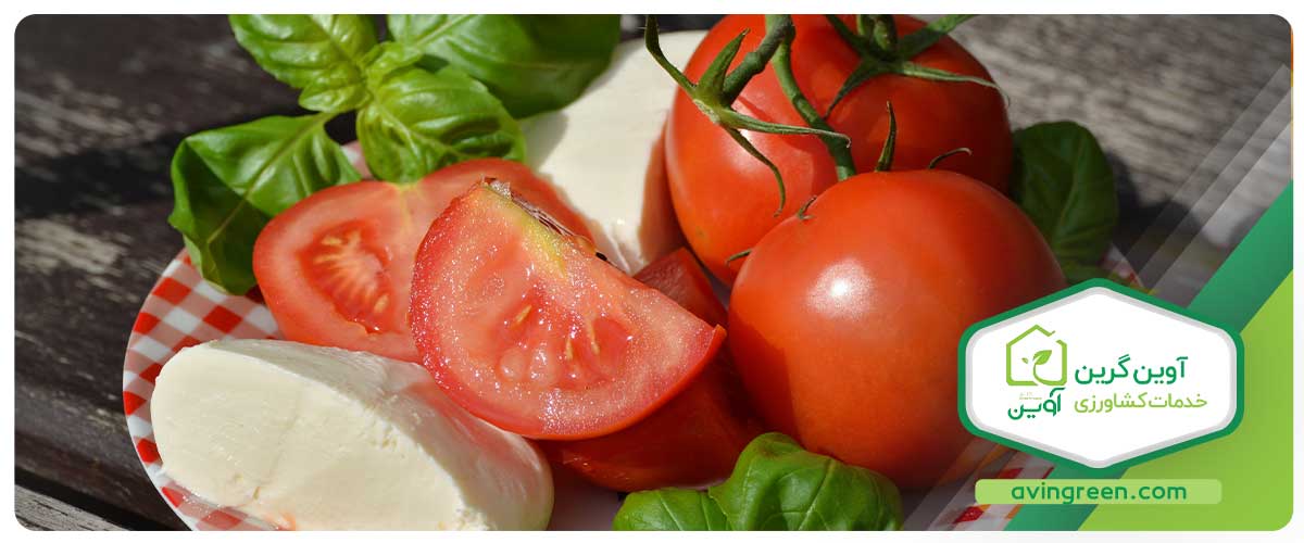 نحوه مصرف گوجه فرنگی