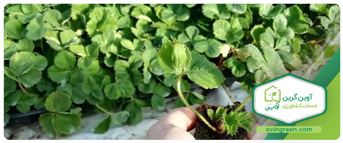 چگونگی کاشت بذر توت فرنگی در باغچه