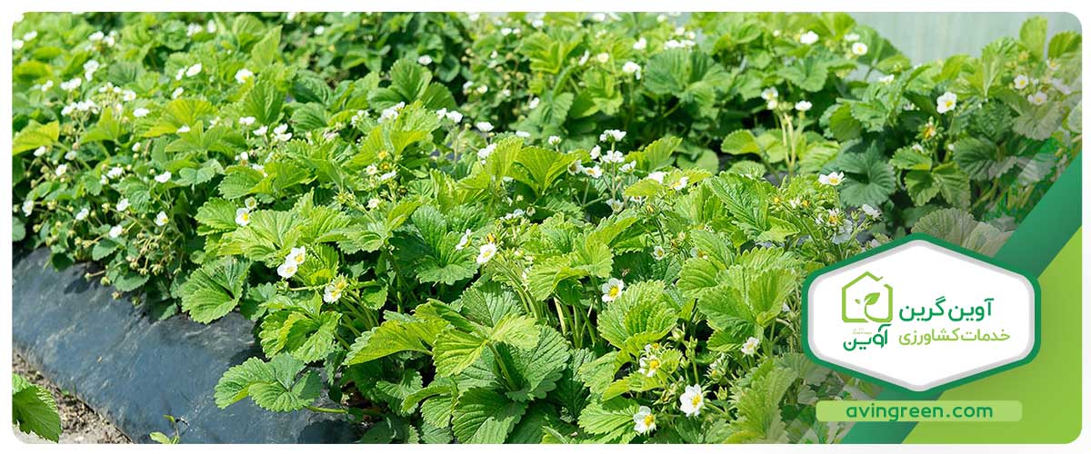 برای خرید نشاء توت فرنگی به کجا مراجعه کنیم؟