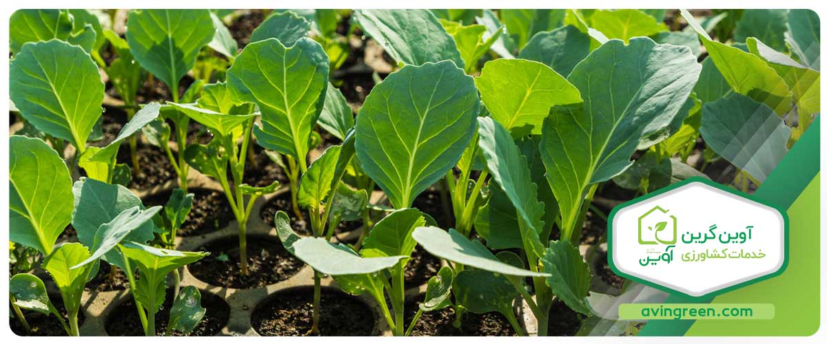 فروش نشا گل کلم دیررس
