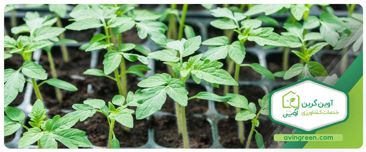 نشا گوجه فرنگی باکیفیت را از کجا بخریم؟
