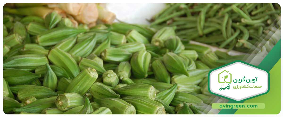 کاشت نشاء بامیه