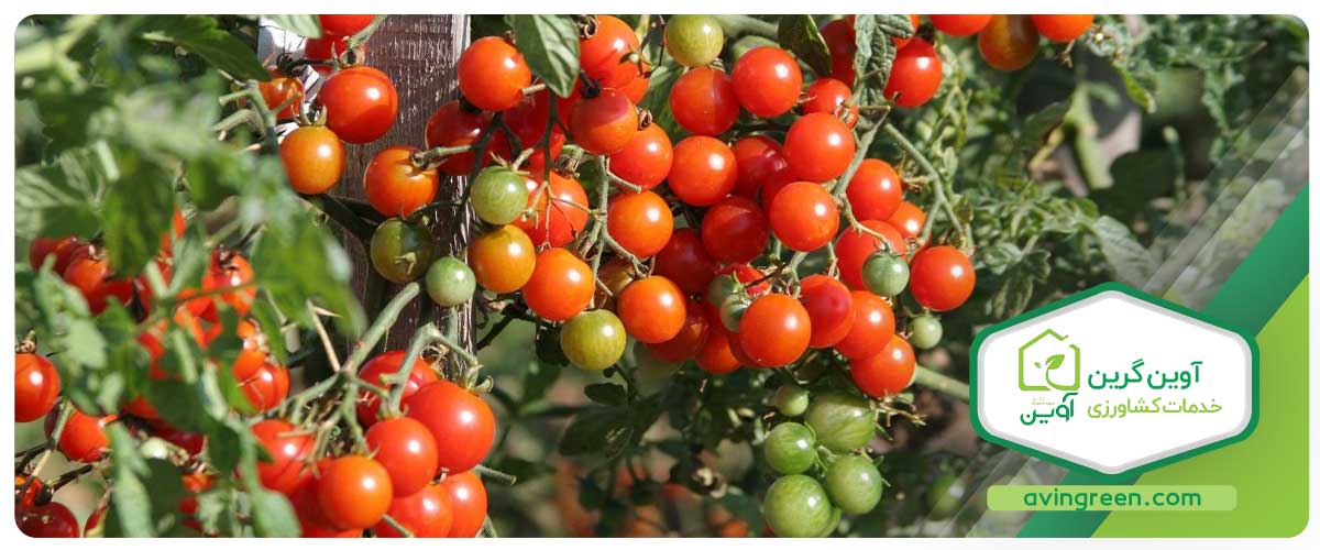 نشا گوجه فرنگی گیلاسی چیست؟