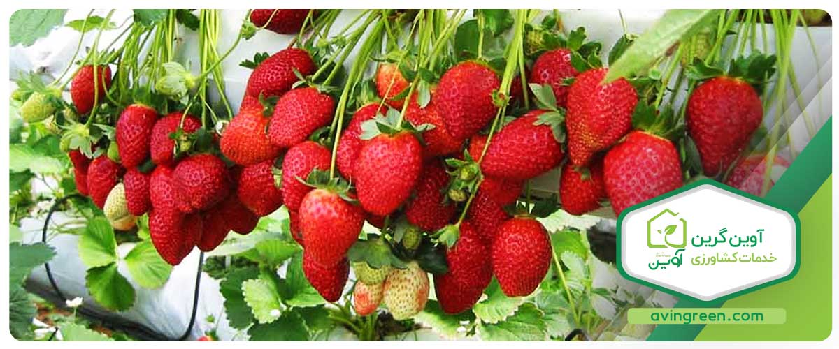 خواص میوه توت فرنگی