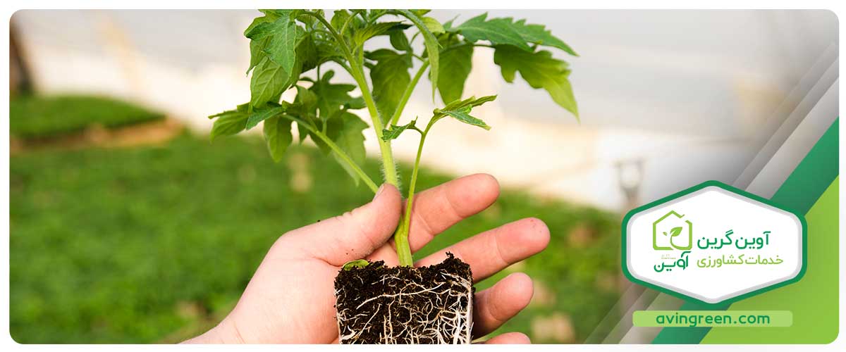 رایج‌ترین نشا گوجه فرنگی