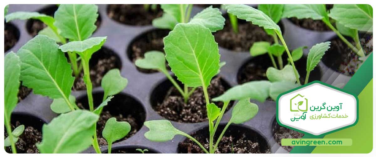 مزیت های نشا گل کلم دیررس