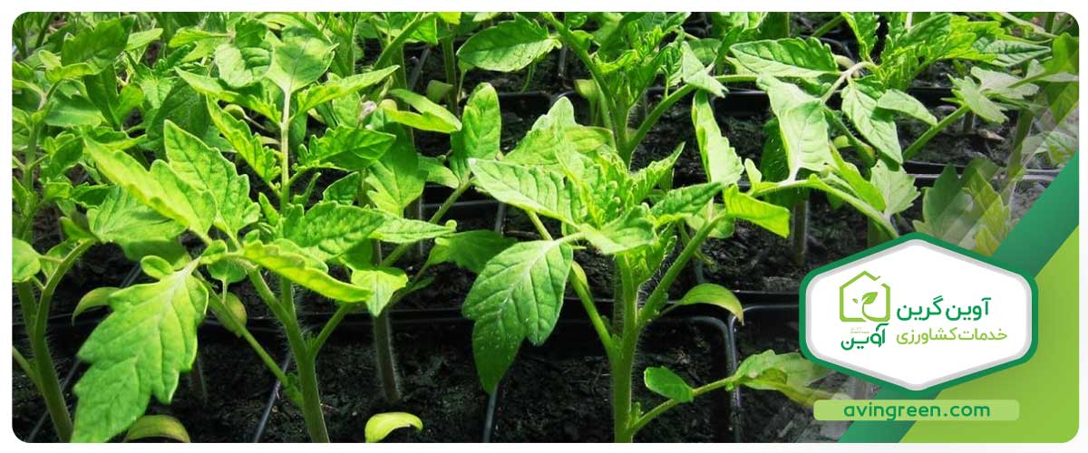 نشا گوجه 8320 پیوندی و مزایای آن