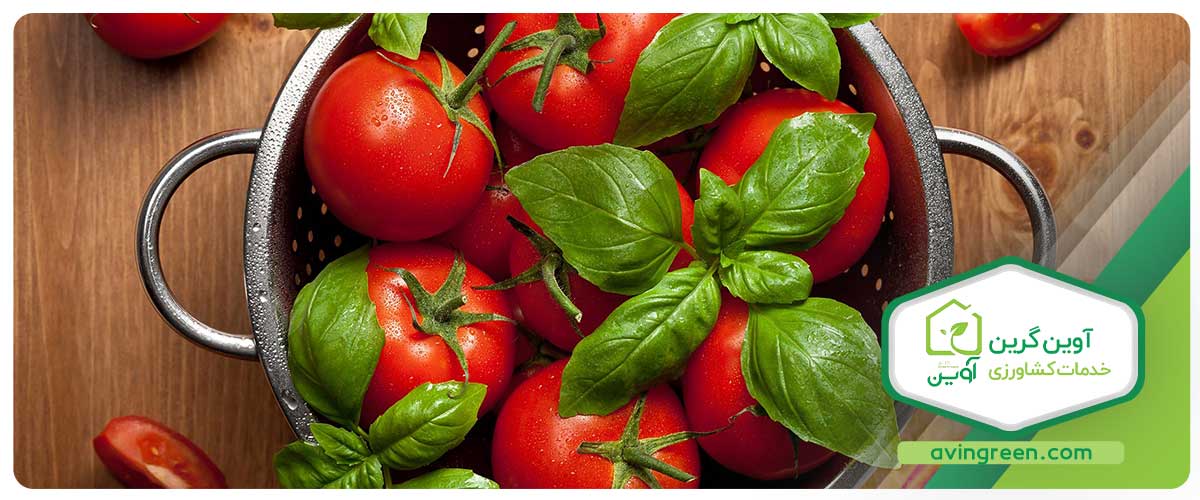 خواص گوجه فرنگی برای کلیه