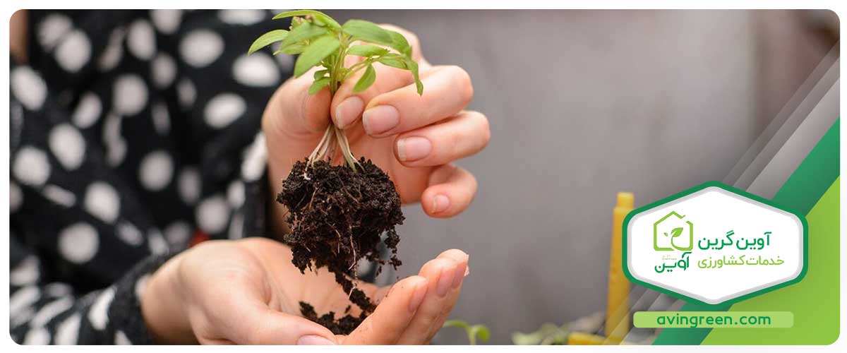 برنامه تغذیه نشا گوجه فرنگی