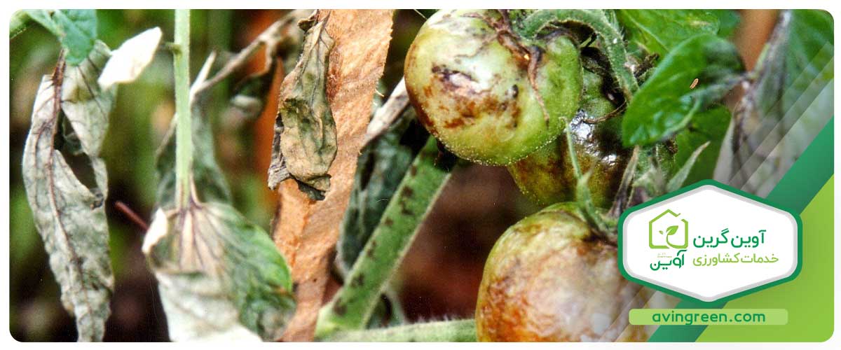 لکه برگی سپتوریا یا آفت سپتوریا (Septoria Blight)