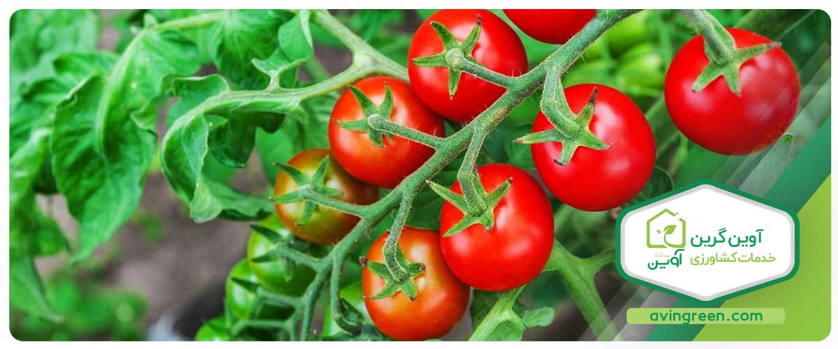 کاربردهای نشا گوجه‌ فرنگی گیلاسی