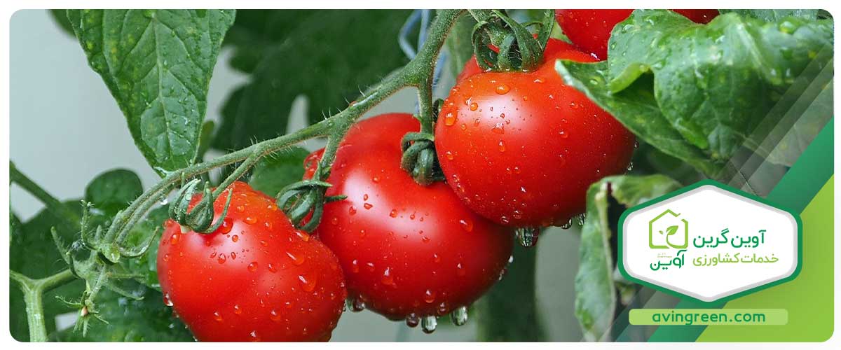 خواص گوجه فرنگی برای کیست تخمدان