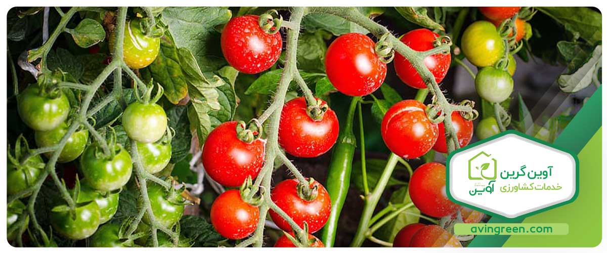 معایب نشا گوجه فرنگی گلخانه‌ای گیلاسی