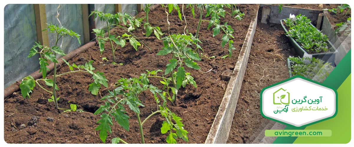 برنامه غذایی بهترین نوع نشا گوجه فرنگی در زمان کاشت