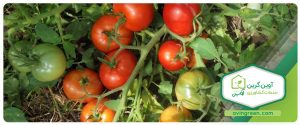 نشا گوجه فرنگی
