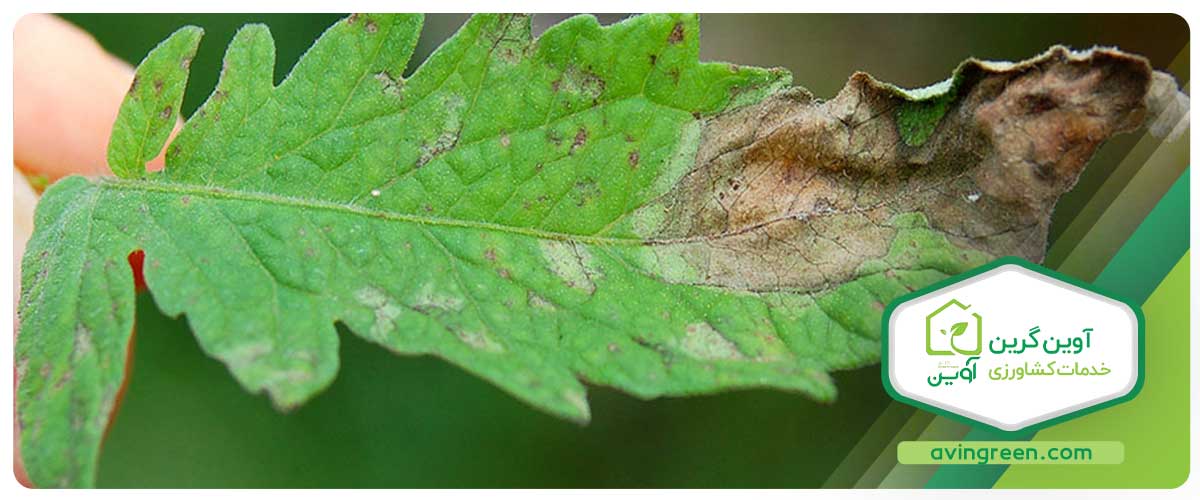 سوختگی نوک برگ گوجه فرنگی