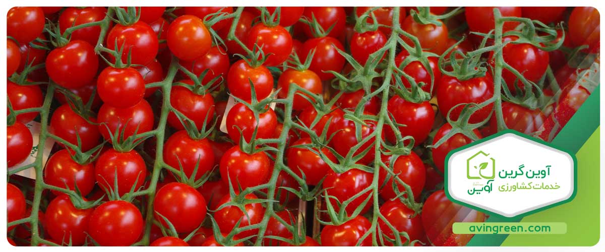 آوین گرین، بهترین مرکز برای خرید نشاء گوجه فرنگی گیلاسی