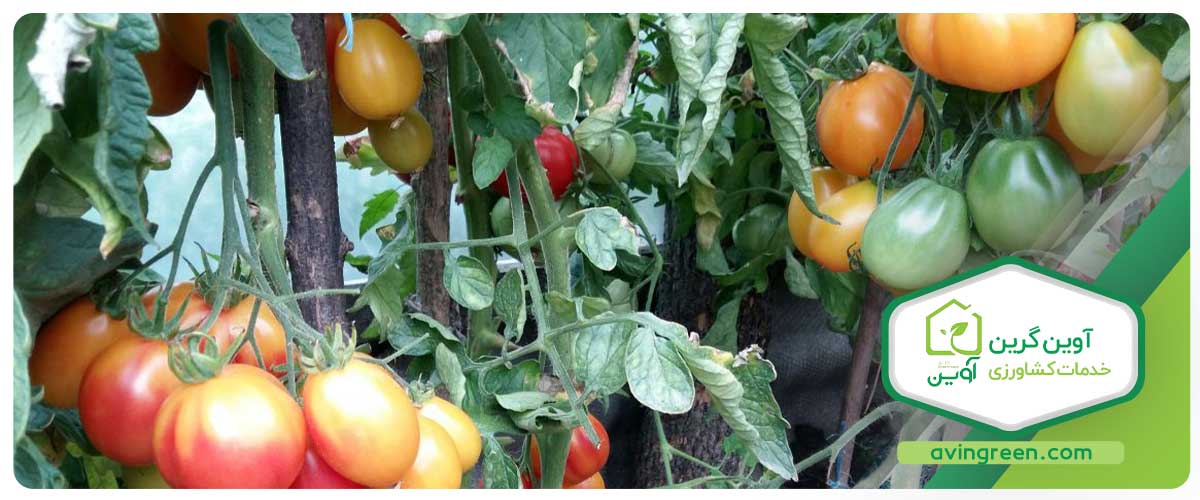 برنامه غذایی بهترین نوع نشا گوجه فرنگی در مرحله اولیه رشد برگی