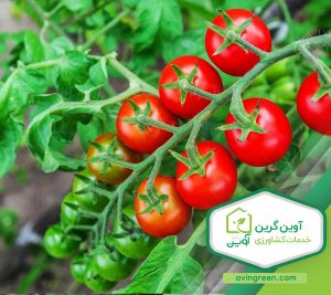 مزایای نشا گوجه فرنگی گیلاسی