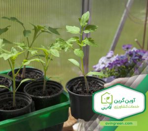 پرورش نشا گوجه فرنگی