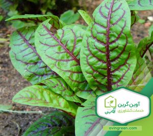 نشا سورل قرمز