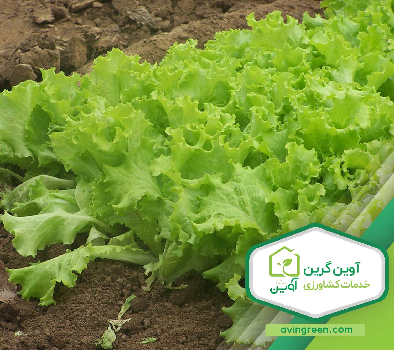مشخصات نشا کاهو بیوندا { 0 تا 100 ویژگی ها و مشخصات } + عکس
