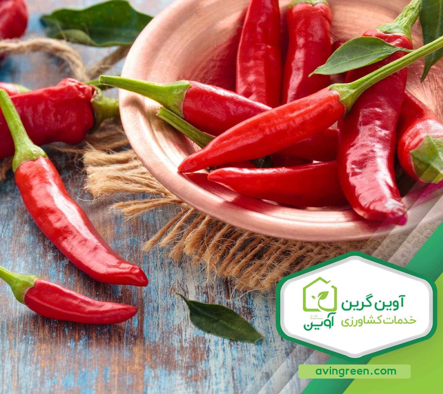 خرید نشا فلفل قلمی تند و شیرین - ویژگی و مشخصات + قیمت 1404