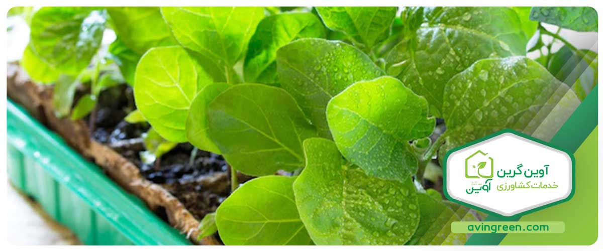 راهنمای زراعت و پرورش نشا بادمجان در گلخانه