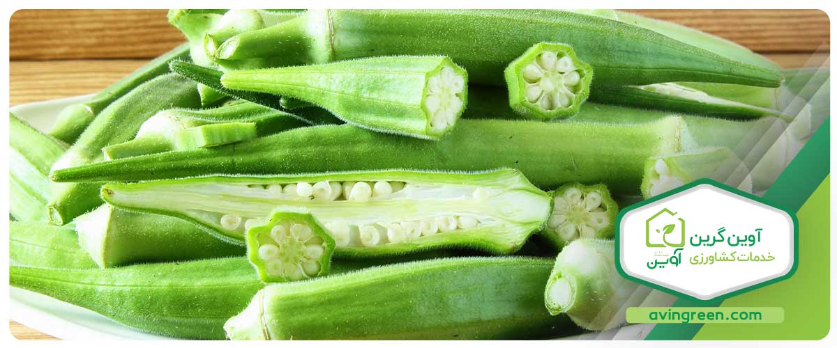 راهنمای زراعت و پرورش نشا بامیه در گلخانه