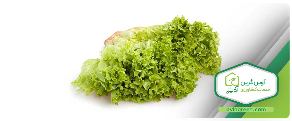 مشخصات نشا کاهو بیوندا - مزایا، نحوه استفاده و مصرف کاهو بیوندا