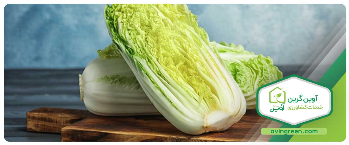 قیمت نشا کاهو چینی