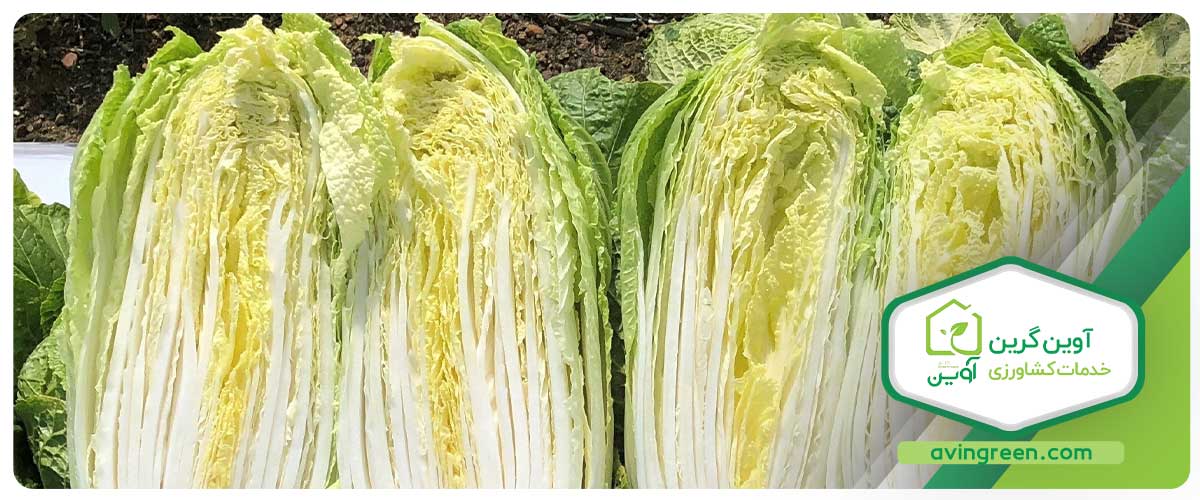 خاصیت نشا کاهو چینی