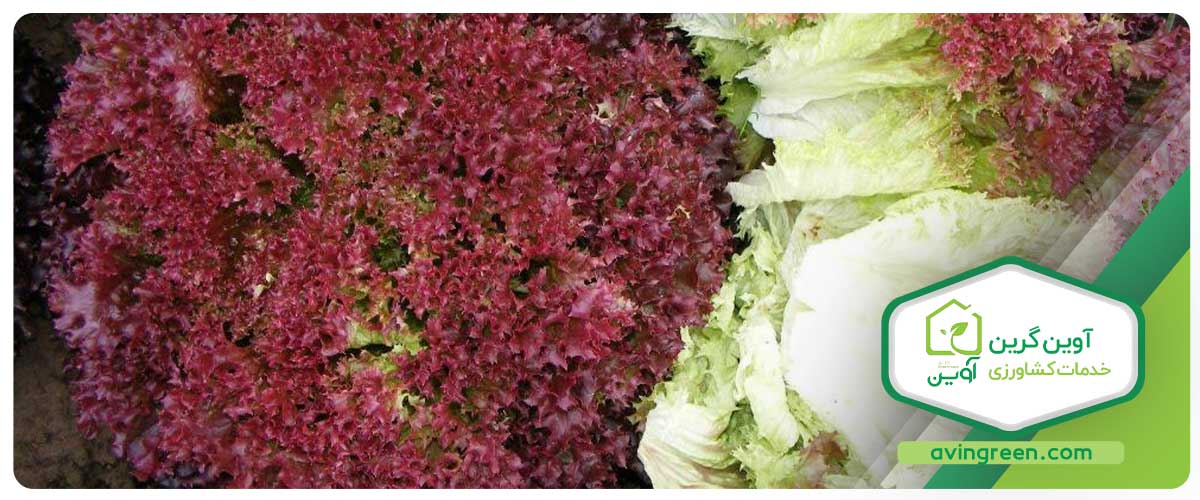 مزایای مصرف کاهو فرانسوی قرمز