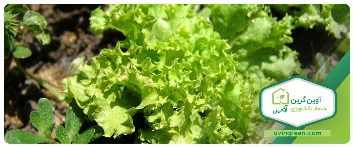 مزایای نشا کاهو اوکلیف