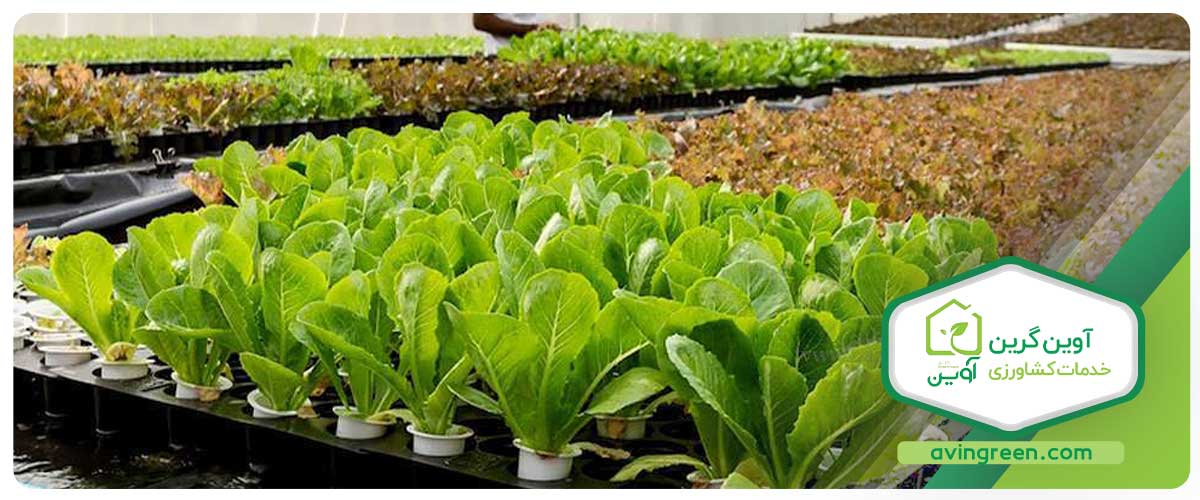 چه زمانی برای کاشت کاهو مناسب است؟