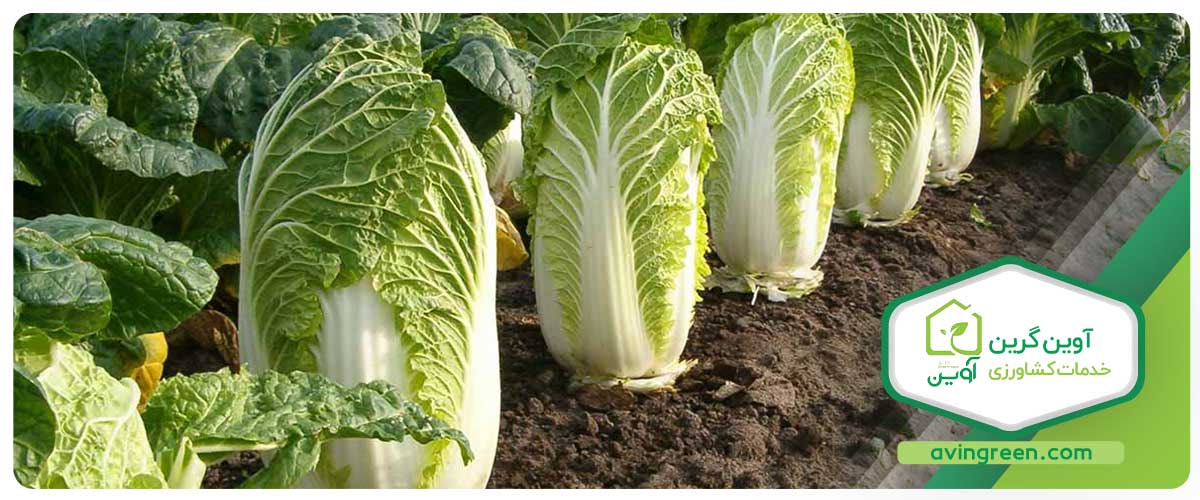 مشخصات نشا کاهو چینی